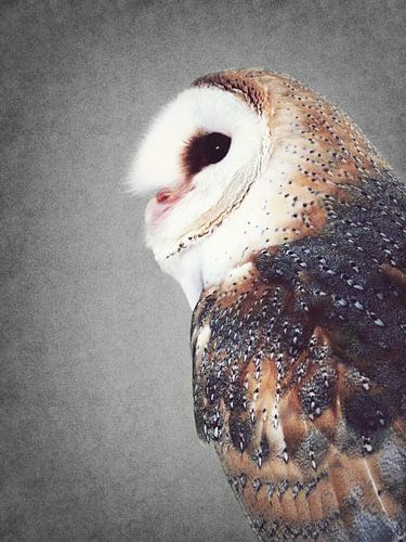 Art de la chouette effraie