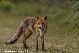 Vos heeft de aandacht van Irma Huisman