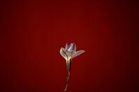 Flower on red background