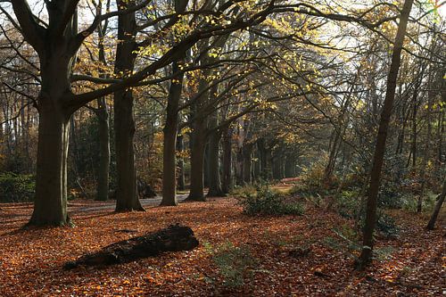 Beech avenue in Beetsterzwaag