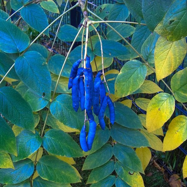 Blaugurken Baum par Mona Stut