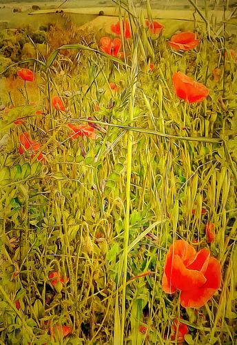 Tapisserie de coquelicots