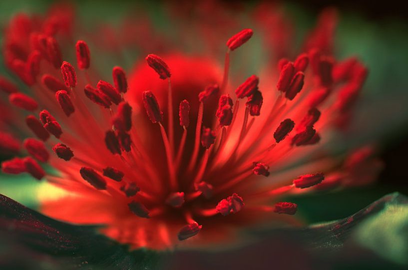 Blumendetail  von Violetta Honkisz