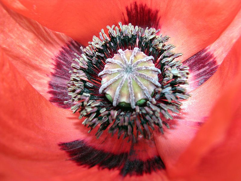 Rode Papaver von Tineke Roosen