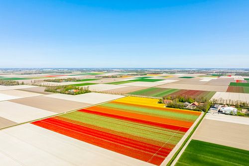 Tulpen op akkers in Flevoland van boven gezien