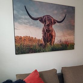 Photo de nos clients: Schotse Hooglander tijdens zonsondergang par Martijn van Dellen, sur artframe