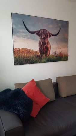 Schotse Hooglander tijdens zonsondergang