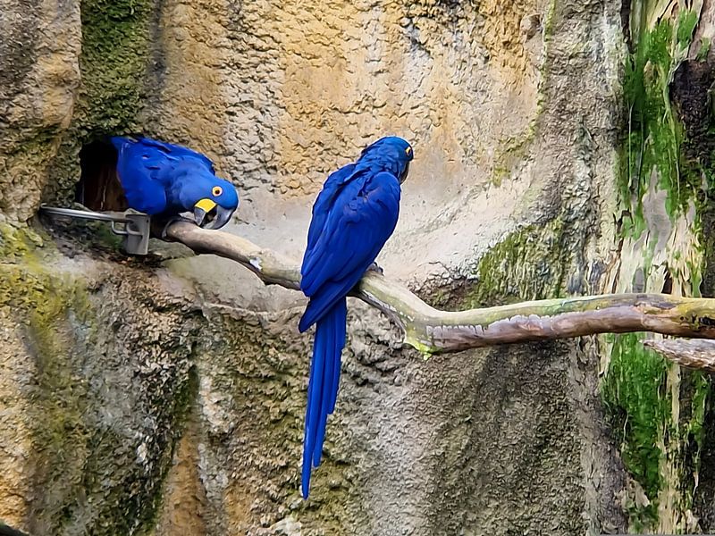 Blaue Aras auf einem Ast von einem Felsen von Benny Niemeijer