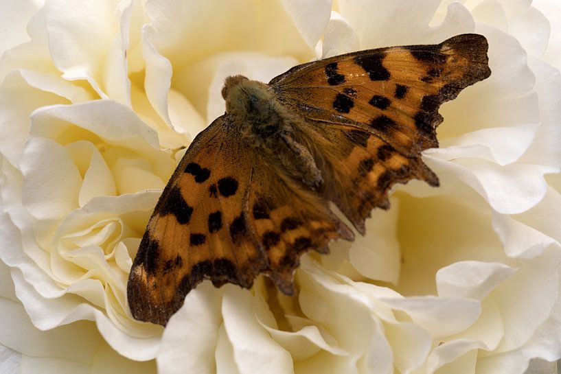 une mésange aurelia sur une rose blanche par W J Kok