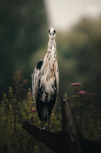 The Blue Heron on watch by Ruben Van Dijk