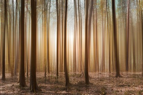 Dans la forêt