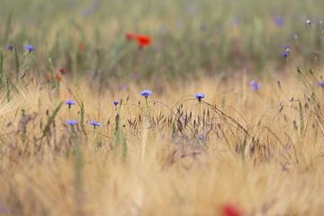 Een zomerveld van Heike Hultsch