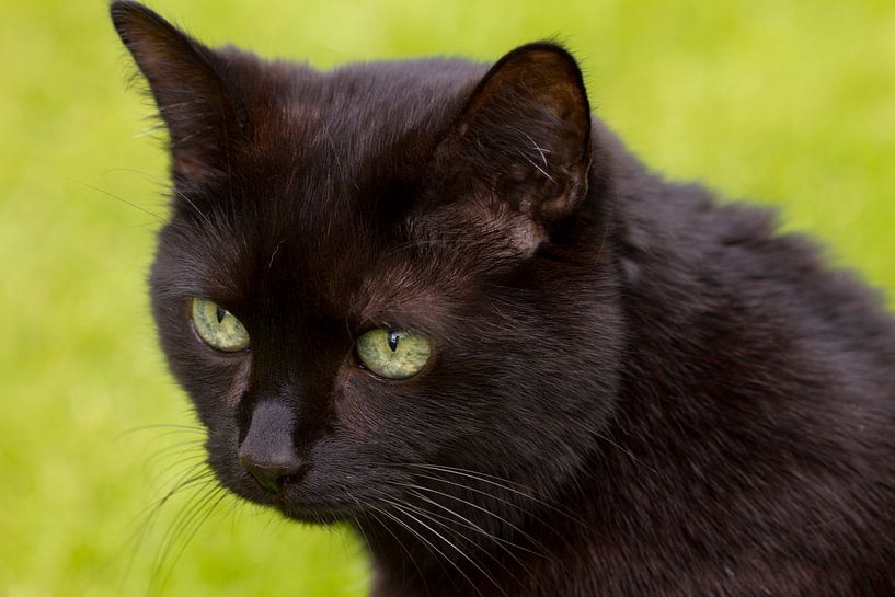 black cat by Martina Weidner