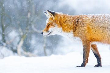 rode vos in de sneeuw van Pim Leijen