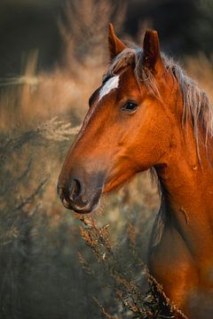 Nobele Stilte Paard in de Schemering van Femke Ketelaar