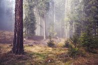 Mysterieus bos met nevel tussen de bomen van iPics Photography thumbnail
