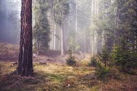 Mysterieus bos met nevel tussen de bomen