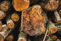 Stacked tree stumps