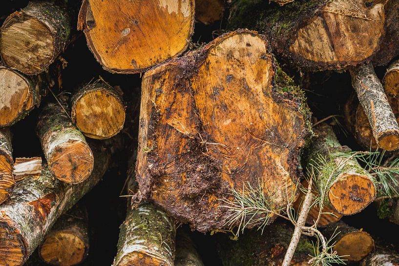 Souches d'arbres empilées par Stedom Fotografie