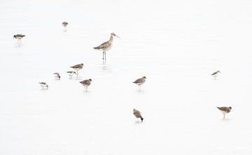 Birds on the mudflats by Danny Slijfer Natuurfotografie