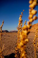 Wadi Rum planten