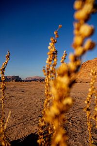 Wadi Rum planten van Patricia Van Roosmalen