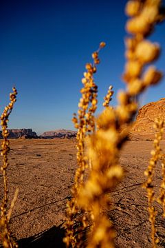 Wadi Rum plants by Patricia Van Roosmalen