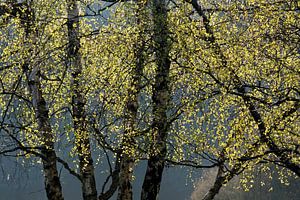 Birkenblätter im Frühlings-Licht
