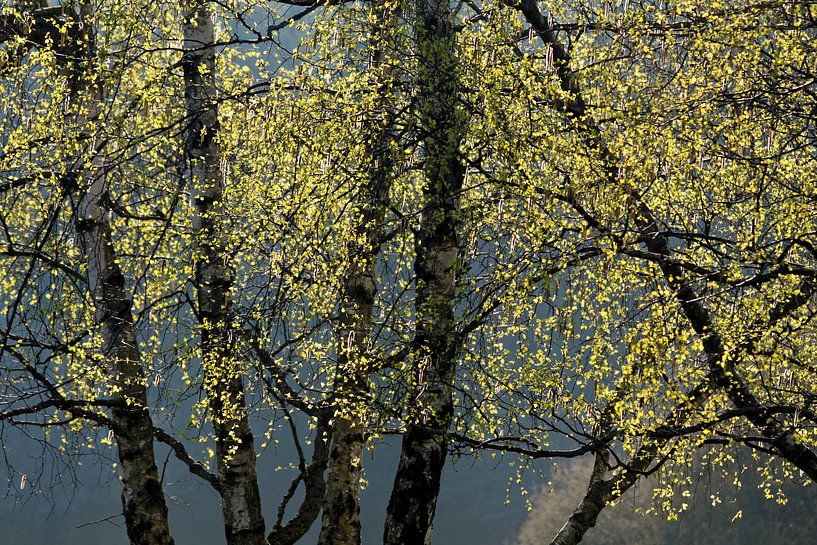 Birkenblätter im Frühlings-Licht van Christian Müringer