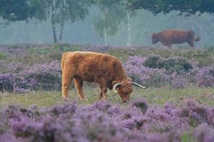 Schottischer Highlander in blühendem violettem Heidekraut von Remco Van Daalen