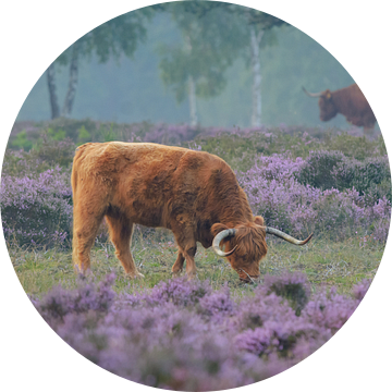 Schotse Hooglander in bloeiende paarse heide van Remco Van Daalen