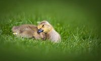 Chick