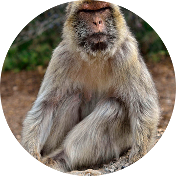 Macaco in Gibraltar van insideportugal