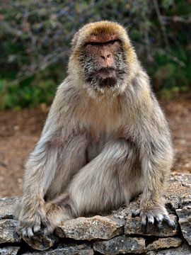 Macaco à Gibraltar sur insideportugal