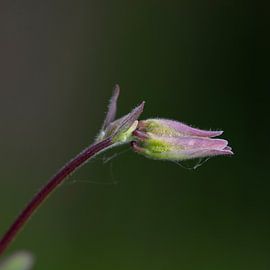 Aquilegia im Garten von anne droogsma