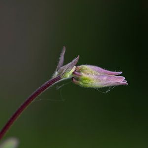 akelei in de tuin van anne droogsma