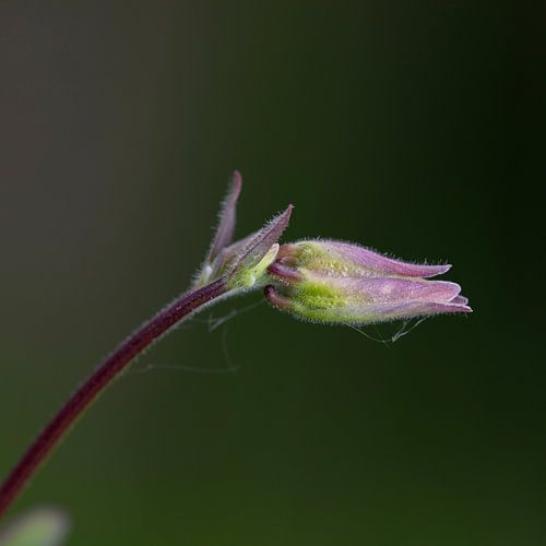 aquilegia in the garden