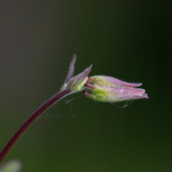 aquilegia dans le jardin par anne droogsma