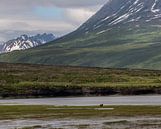 Alaskan brown bear in its natural habitat by Jos Hug thumbnail