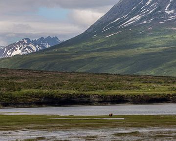 Alaskan brown bear in its natural habitat