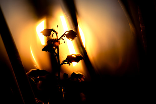 Silhouette im Abendlicht