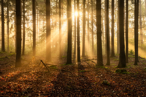 Zonnestralen in het bos tijdens zonsopkomst