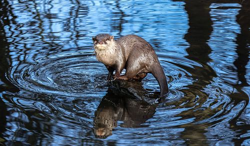 Loutre