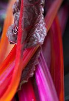 Rote Bete