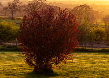 Lumière du soir sur le buisson