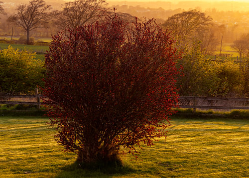 Lumière du soir sur le buisson
