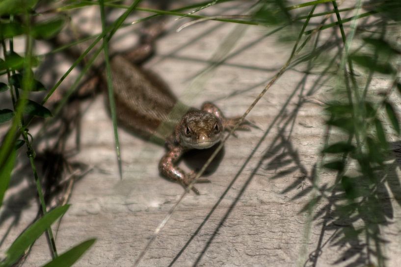 Lézard par BL Photography