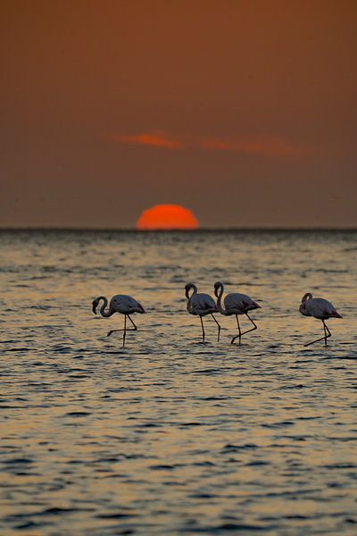 Flamingos at sunset in Walvis Bay Namibia, Africa by Patrick Groß