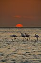 Flamingos at sunset in Walvis Bay Namibia, Africa by Patrick Groß thumbnail