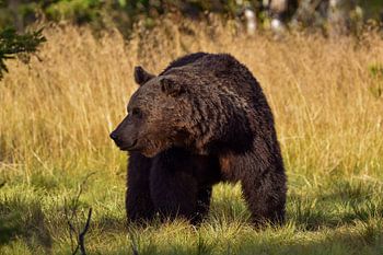 Braunbär im finnischen Sommer